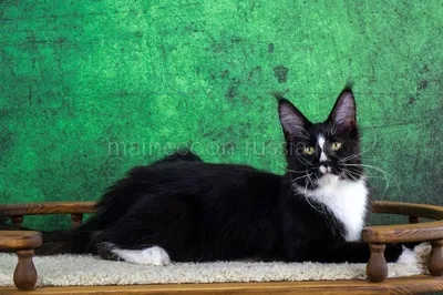 Maine Coon kitten