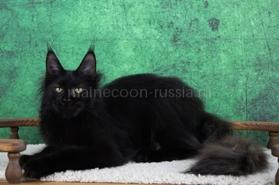 Maine Coon kitten