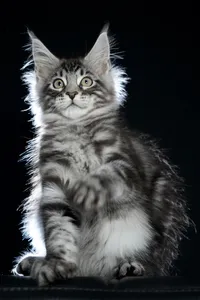 Maine Coon kitten