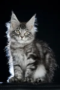 Maine Coon kitten
