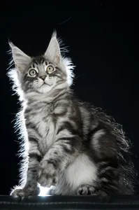 Maine Coon kitten