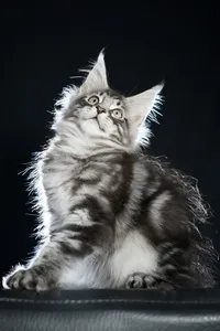 Maine Coon kitten