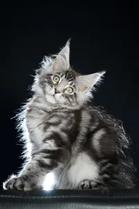 Maine Coon kitten