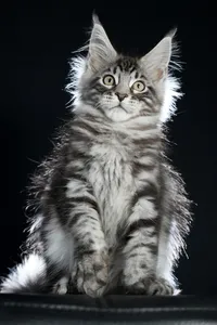 Maine Coon kitten