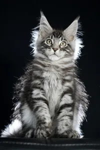 Maine Coon kitten