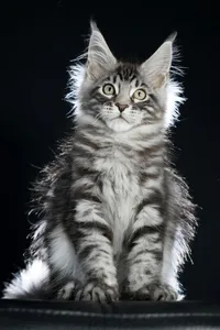 Maine Coon kitten