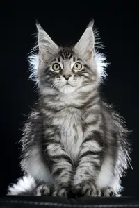 Maine Coon kitten