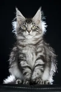 Maine Coon kitten