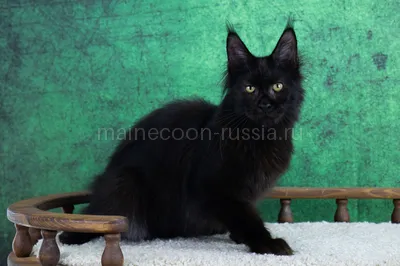 Maine Coon kitten