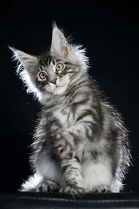 Maine Coon kitten