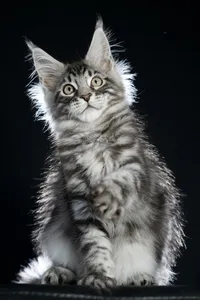 Maine Coon kitten