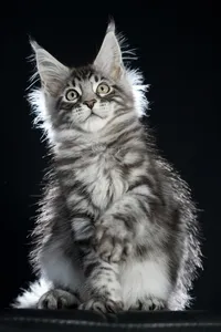 Maine Coon kitten