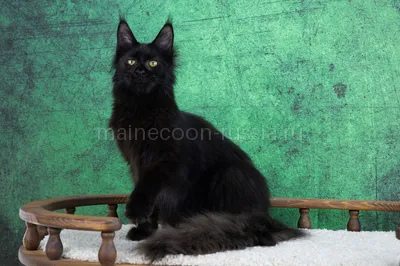 Maine Coon kitten