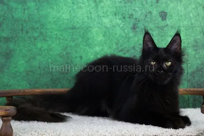 Maine Coon kitten