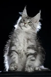 Maine Coon kitten