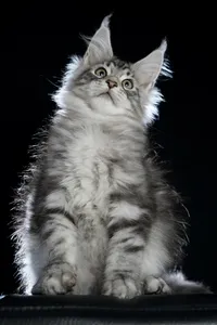 Maine Coon kitten