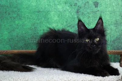 Maine Coon kitten