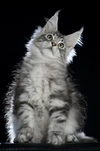 Maine Coon kitten