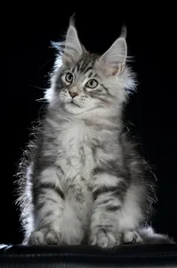 Maine Coon kitten