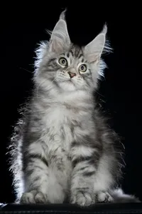 Maine Coon kitten