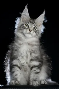 Maine Coon kitten