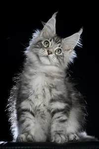 Maine Coon kitten