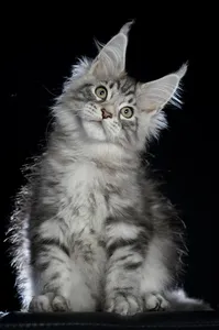 Maine Coon kitten