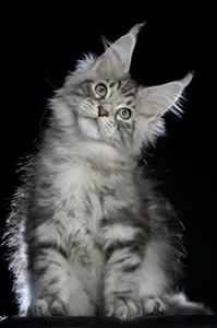 Maine Coon kitten