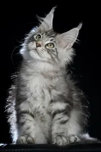 Maine Coon kitten
