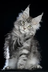 Maine Coon kitten