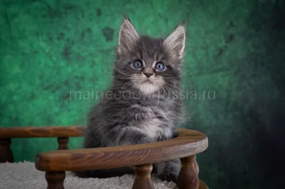 Maine Coon kitten