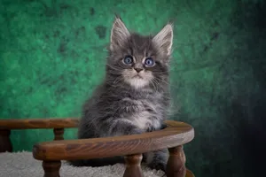 Maine Coon kitten