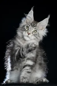 Maine Coon kitten