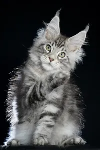 Maine Coon kitten
