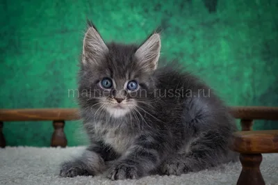 Maine Coon kitten