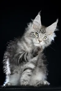 Maine Coon kitten