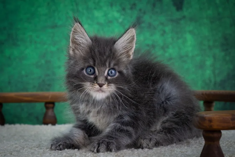 Котенок мейн-кун Голубой серебрянный мраморный MCO as 22 Мальчик