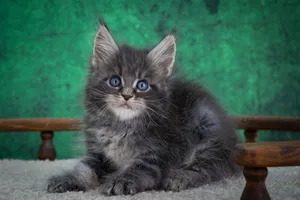 Maine Coon kitten