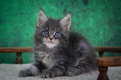Котенок мейн-кун