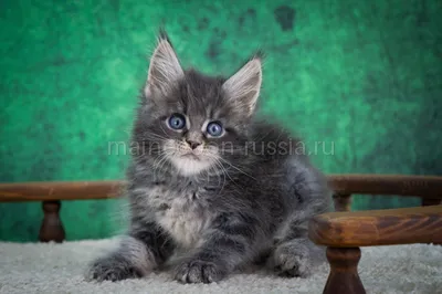 Maine Coon kitten