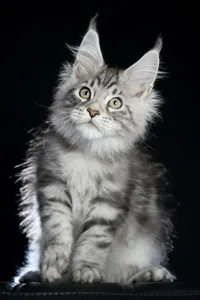 Maine Coon kitten