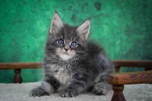 Maine Coon kitten