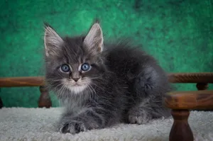 Maine Coon kitten