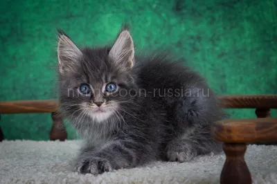 Maine Coon kitten