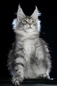 Maine Coon kitten