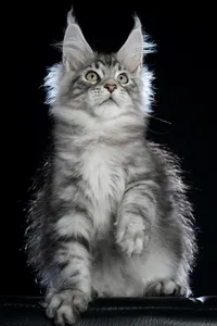 Maine Coon kitten