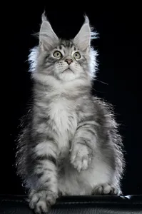 Maine Coon kitten