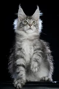 Maine Coon kitten