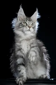 Maine Coon kitten