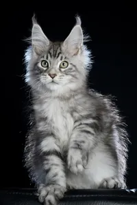 Maine Coon kitten